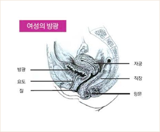 여성의 방광 이미지